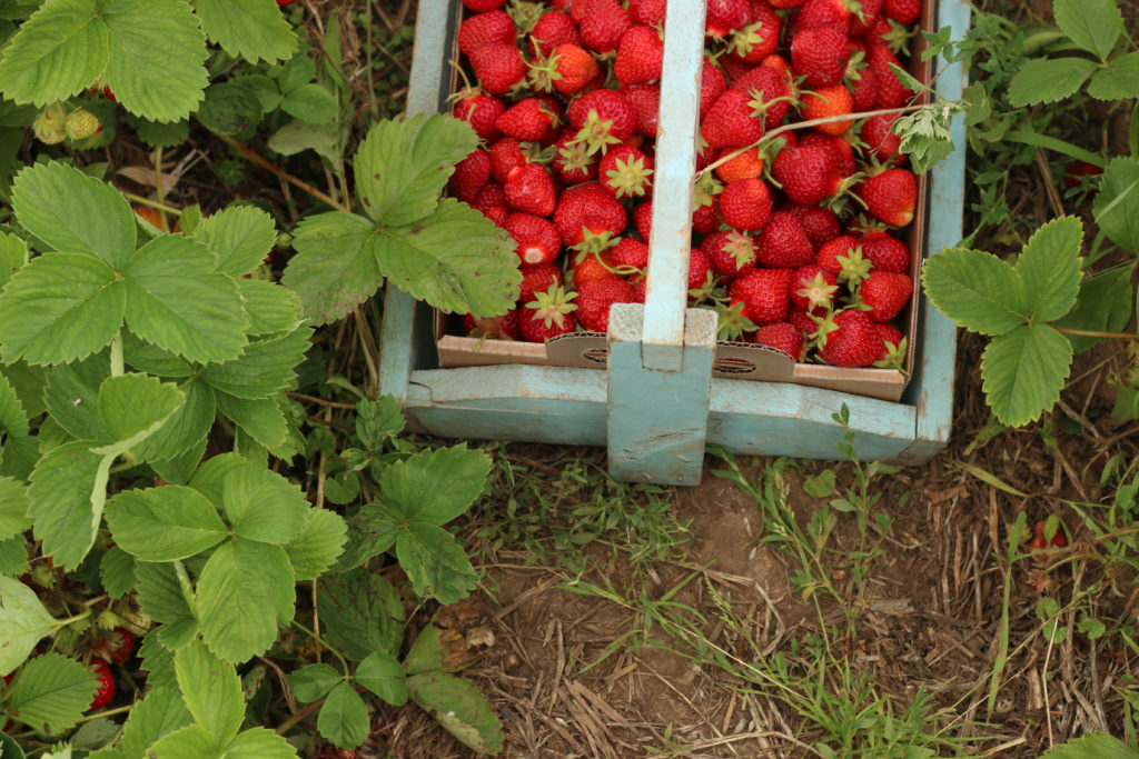 pick your own berries strawberries