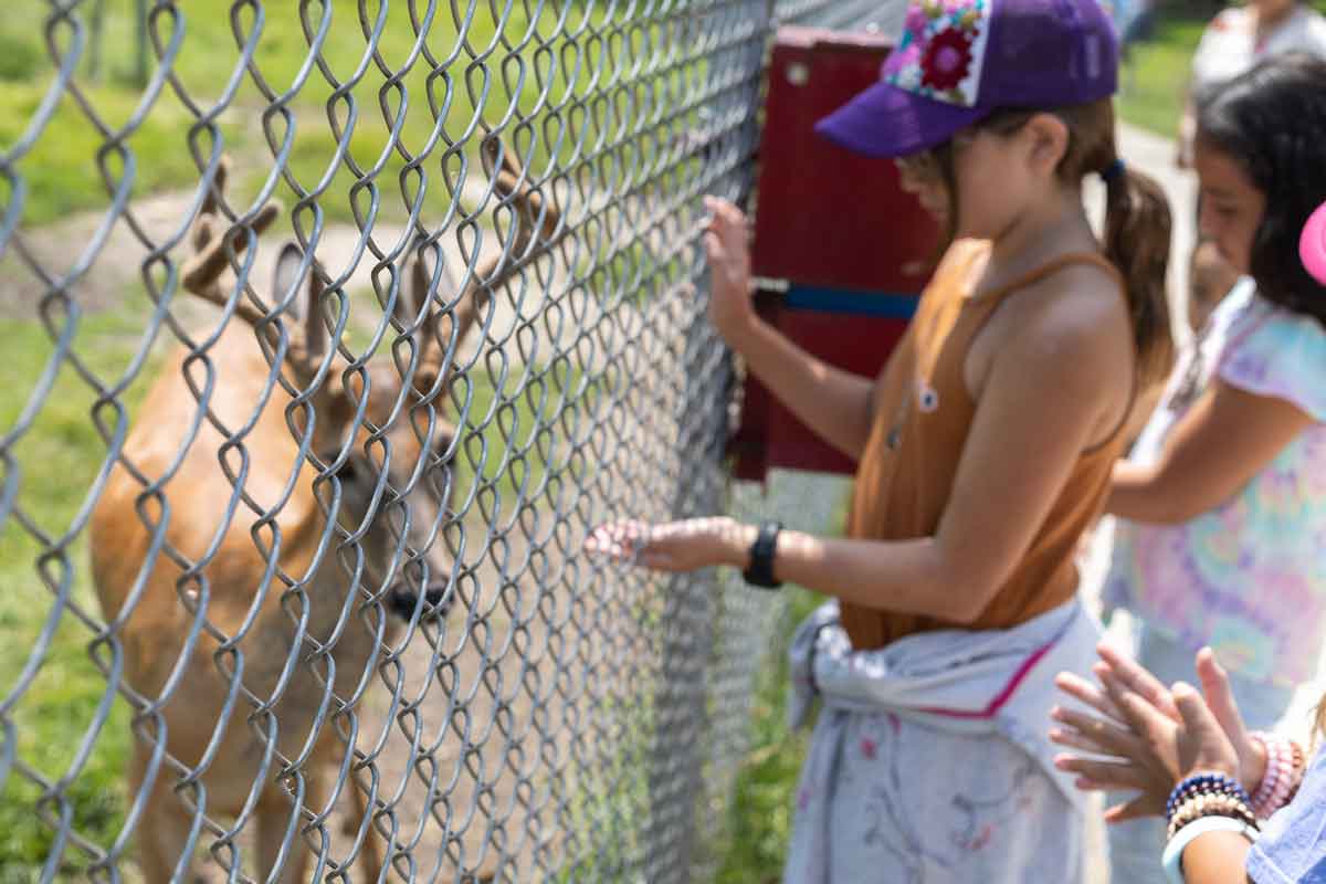 deer at petting zoo at lakeside park in fond do lac