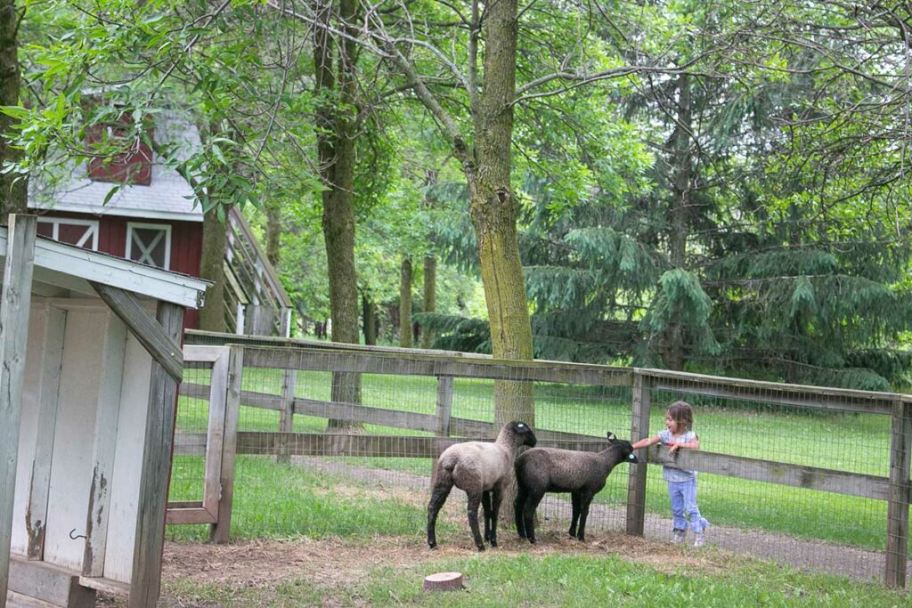 Kid petting sheep at the Plamann Park Farm in Appleton Farm