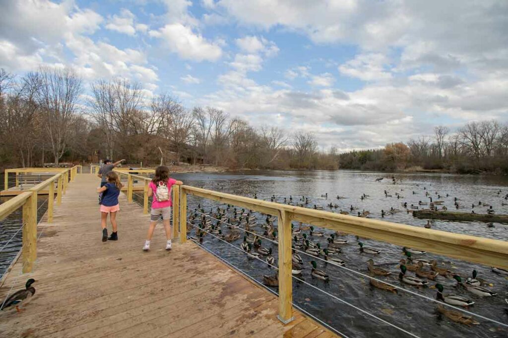 feeding ducks at Baybeach Wildlife Sanctuary 