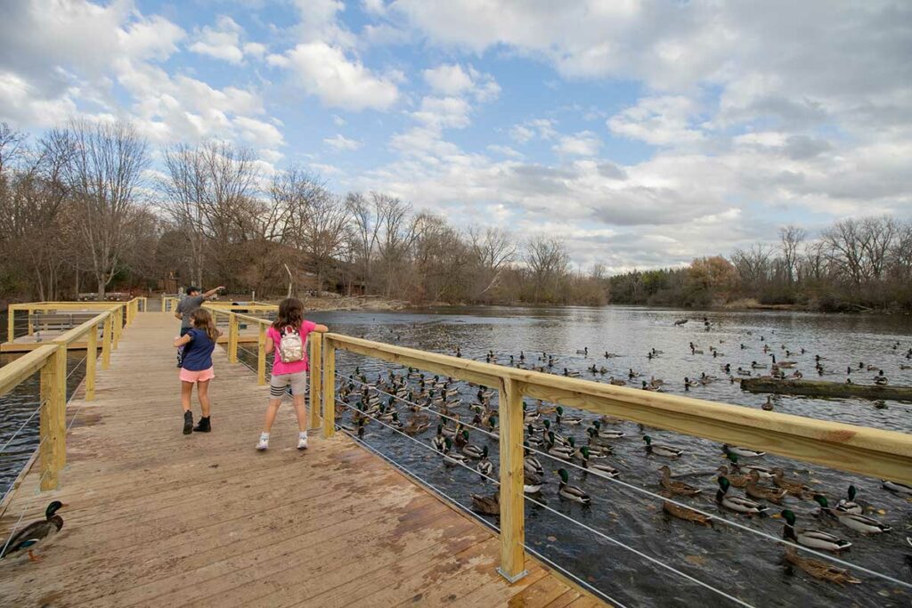 Bay Beach Wildlife Sanctuary feeding the ducks