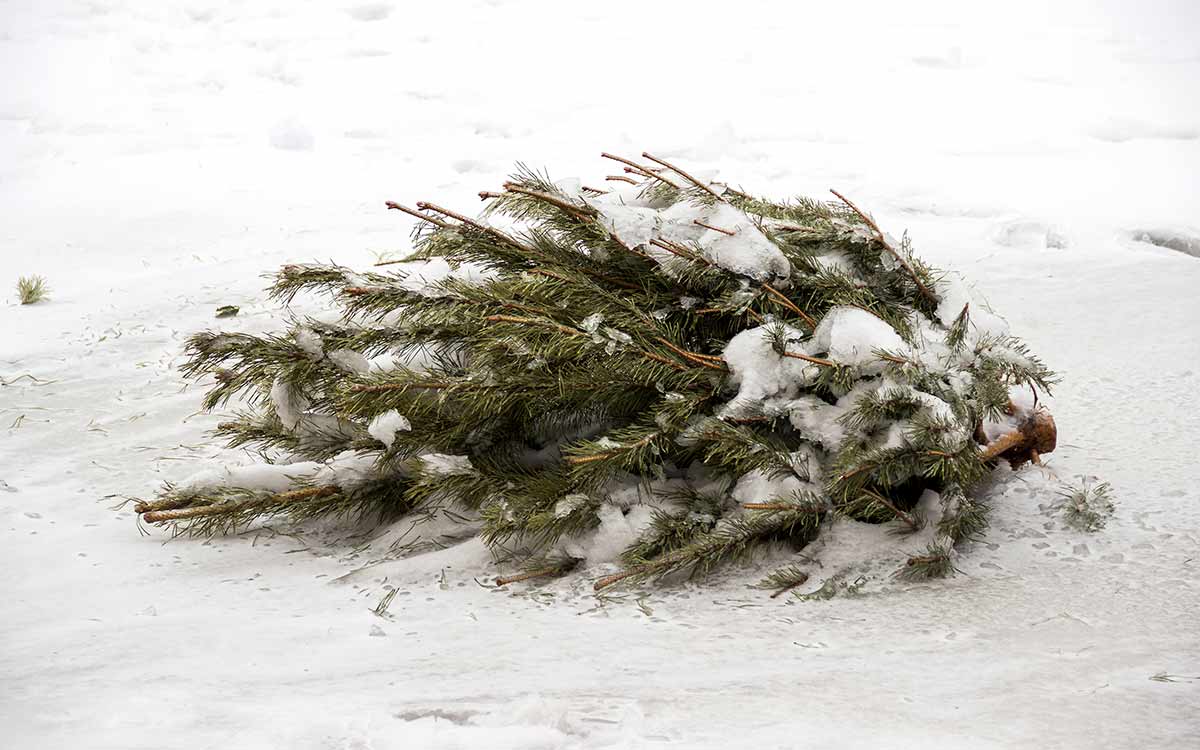 Christmas Tree Recycling