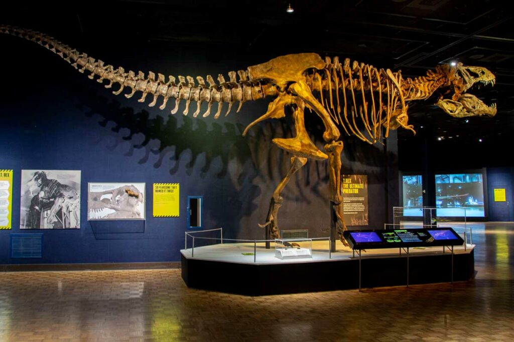 T Rex at Milwaukee Public Museum