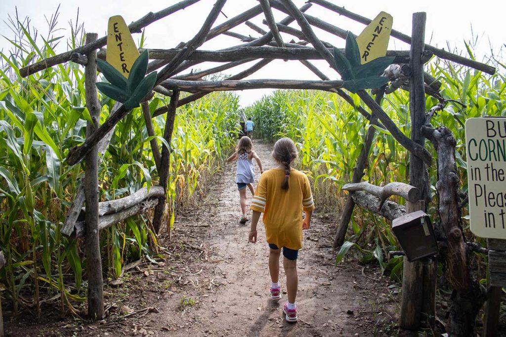 Little Farmer Corn Maze