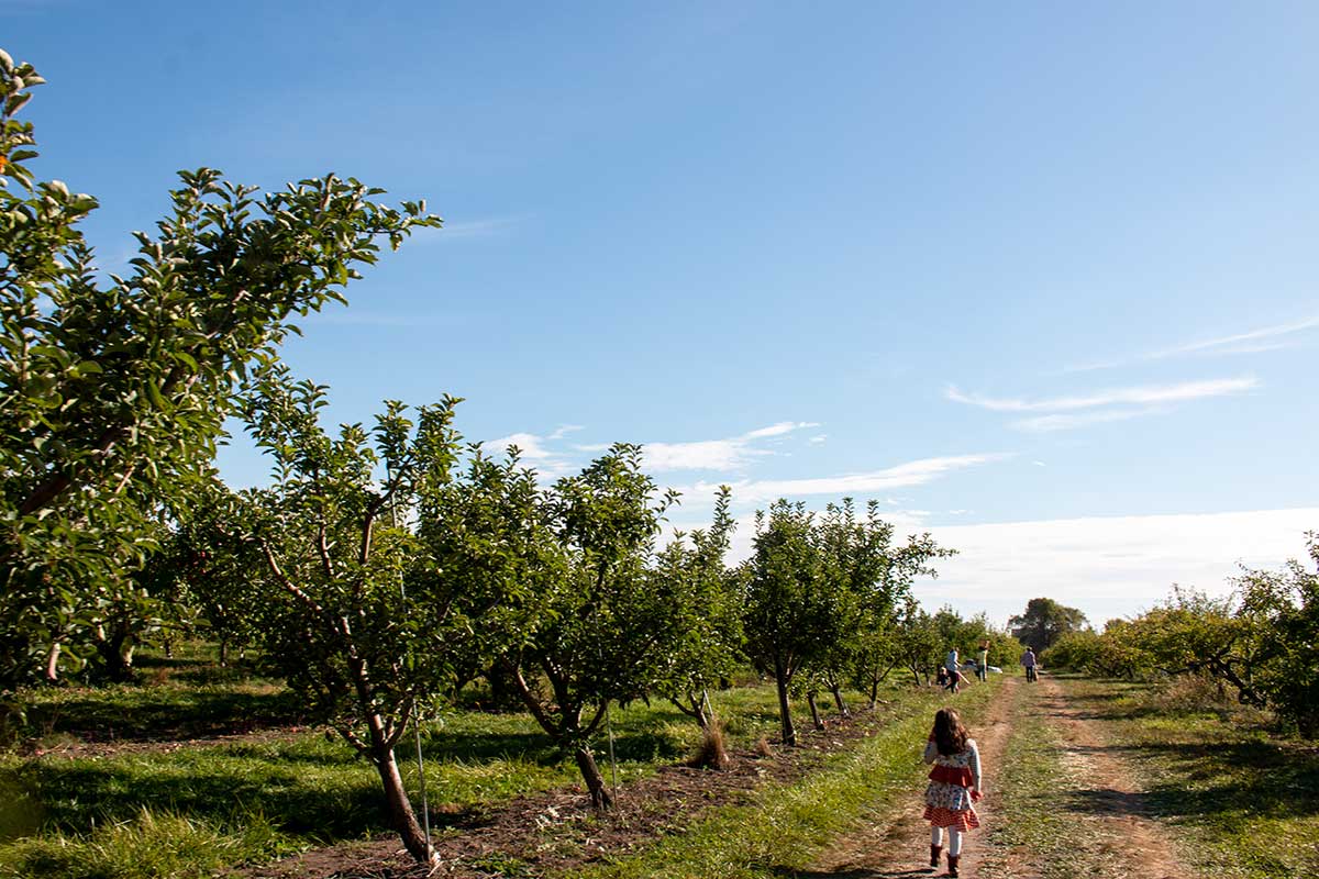 apple orchard near lock and dam 13