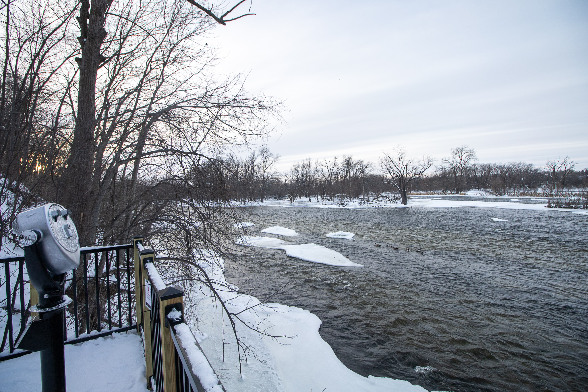 Bald eagles on the Fox River: Why they're gathering in the Fox Cities