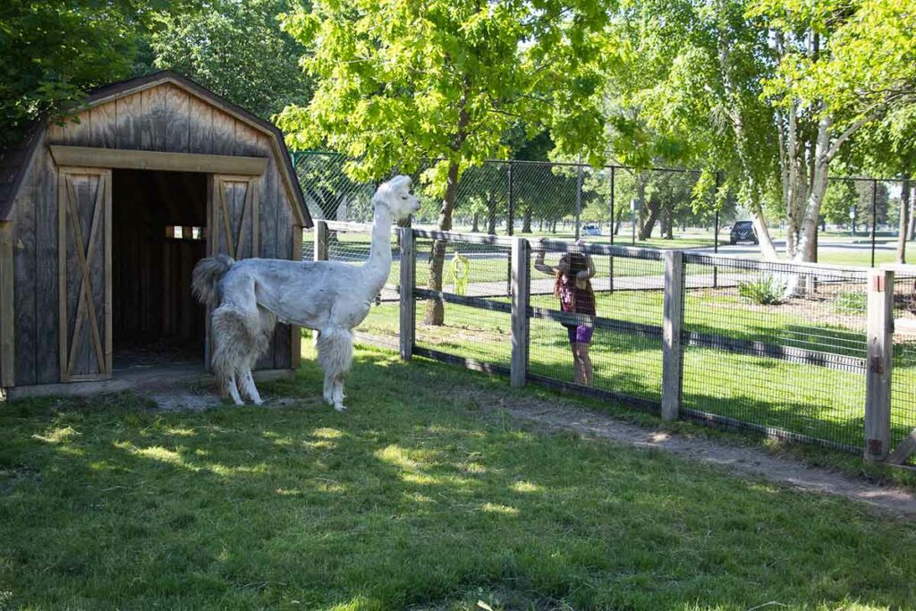 Alpacas at Menominee Park Zoo in Oshkosh