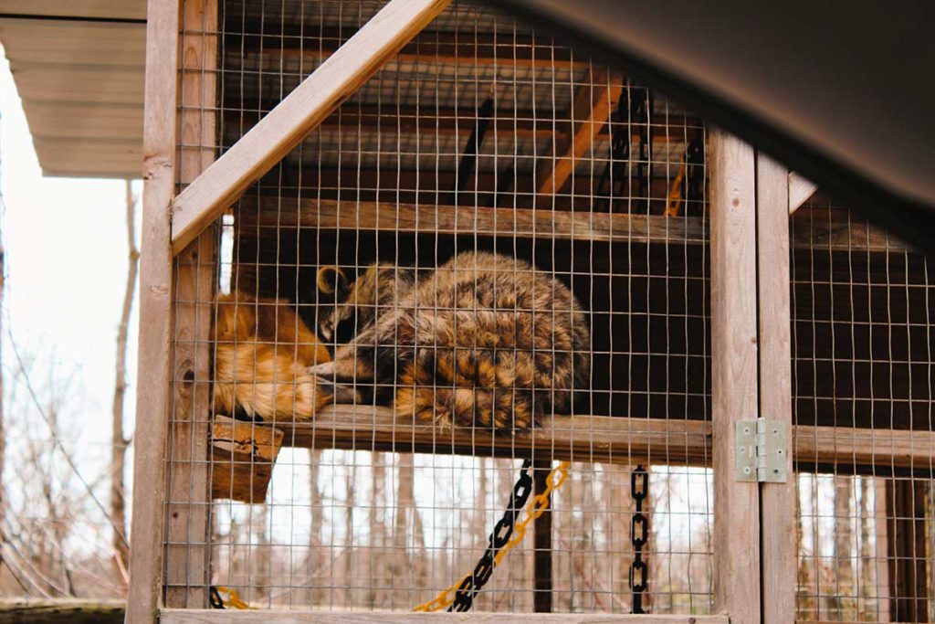 Shalom Wildlife drive thru zoo, raccoon exhibit.