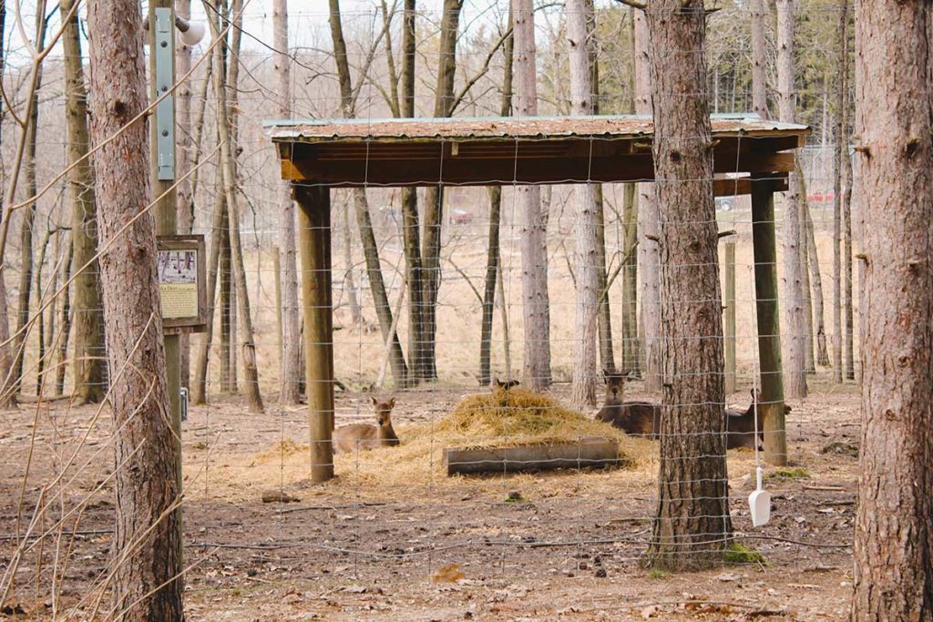 Shalom Wildlife drive thru zoo, deer sancutary.