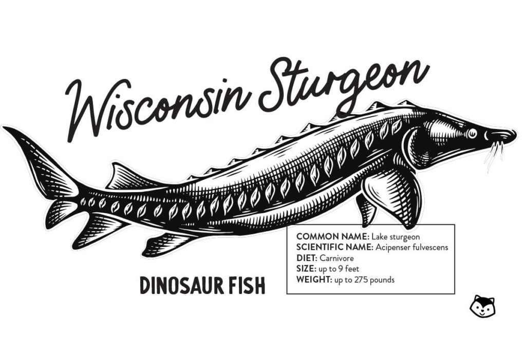 Wisconsin Sturgeon