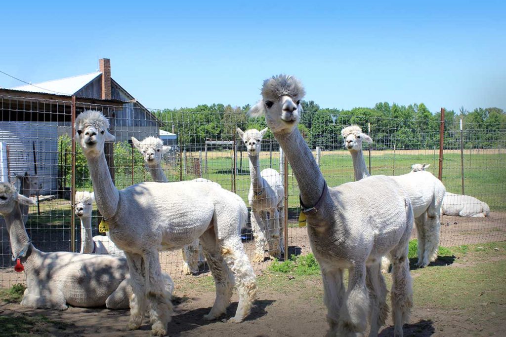 london dairy alpacas two rivers