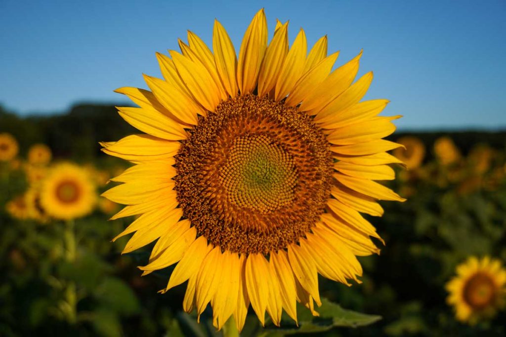 sunflower fields in wisconsin