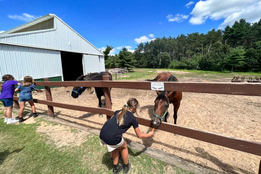 Feeding Horses at Wild Wild West Campground