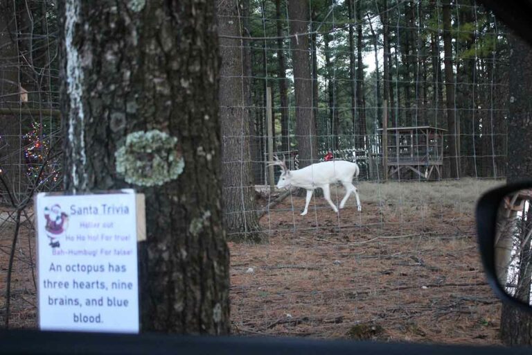 Drive Thre Christmas Display at Shalom Wildlife Zoo in West Bend!