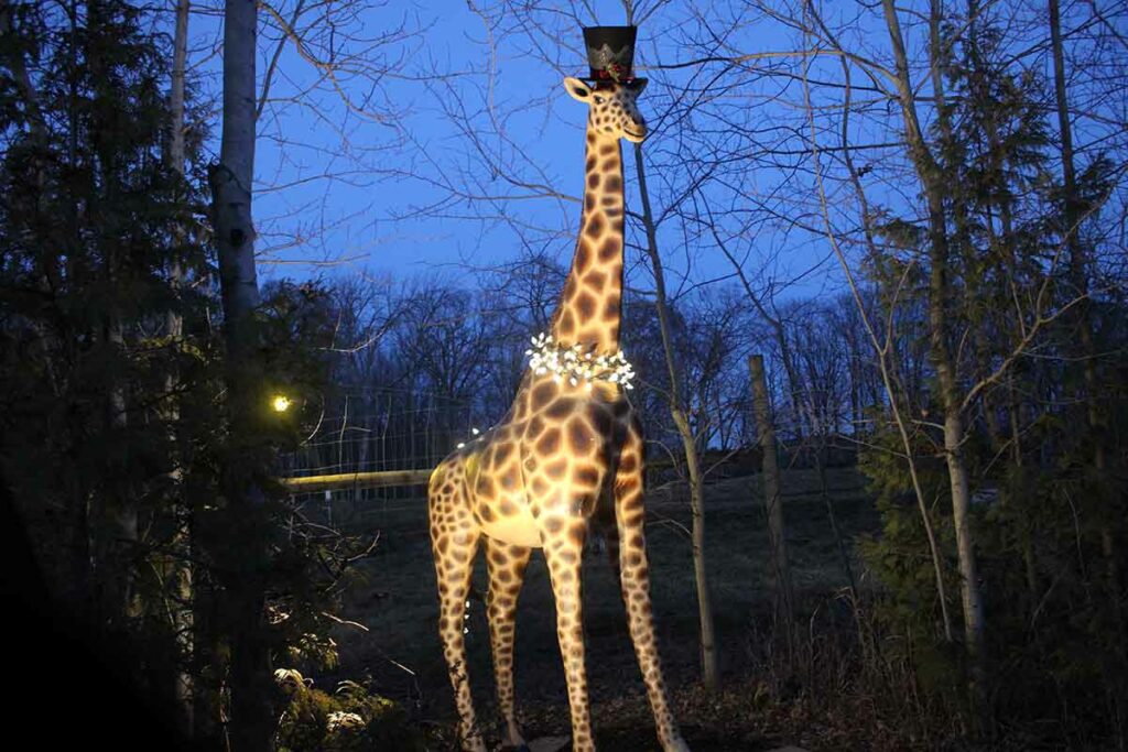 shalom wildlife zoo christmas lights