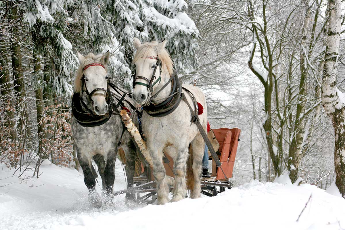 sleigh in snow