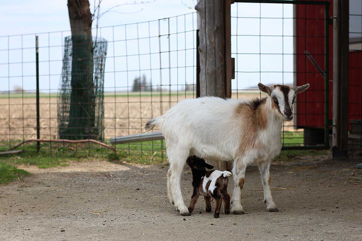 mom and baby goat at Mulberry Lane Farm in sherwood