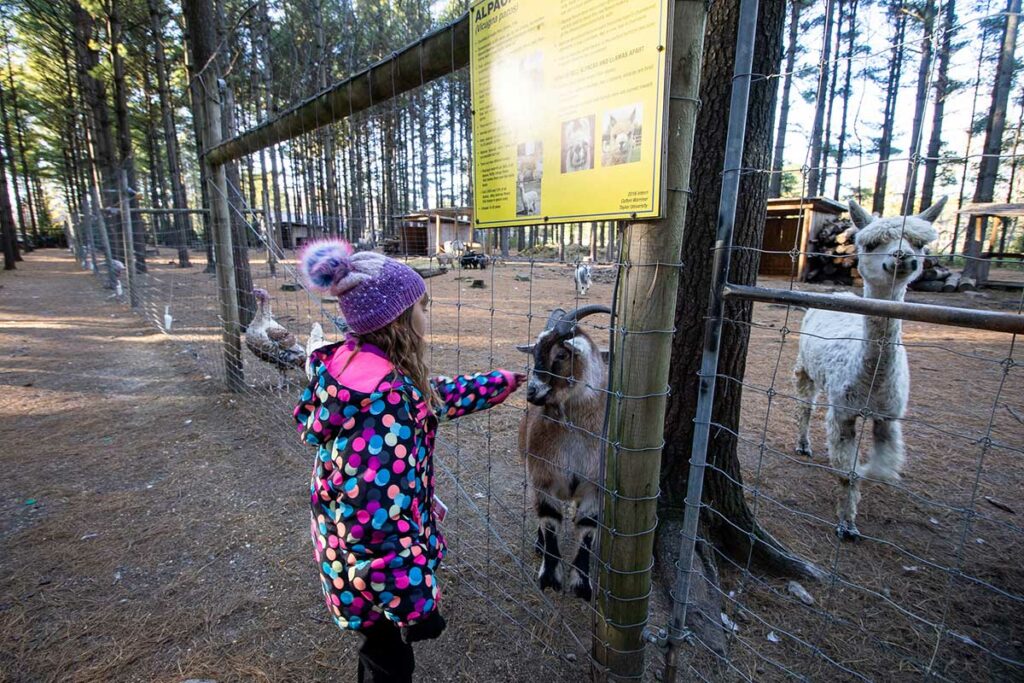 kid feeding animals at the Shalom Wildlife Sanctuary, West Bend