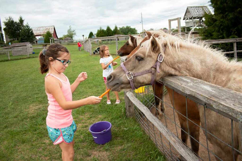 Feeding horses at Plum Loco in Door County