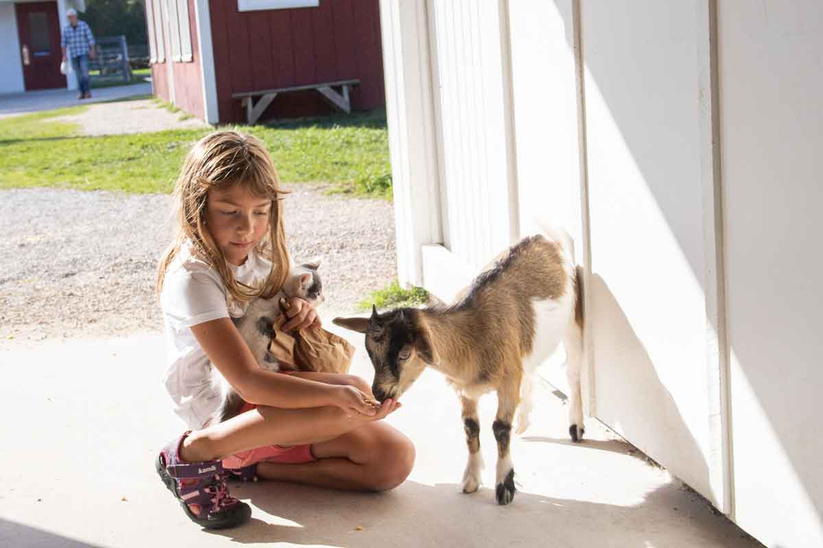 15+ Petting Zoos & Farms near the Fox Cities for Animal Lovers!