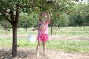 cherry picking at Hyline Orchard Door County