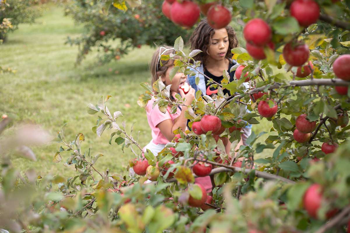 Kids picking apples at Hofackers Apple Orchard in Appleton