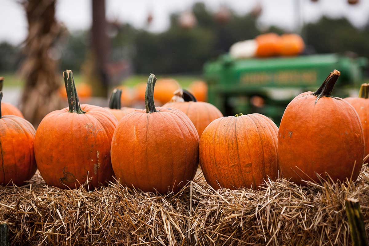 pumpkin picking