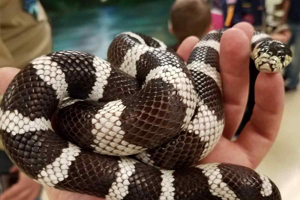 brown and white striped snake at market on main
