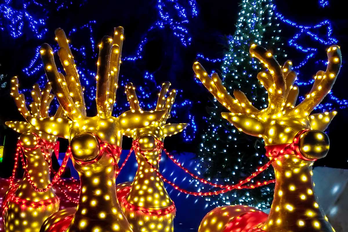 reindeer christmas lights display