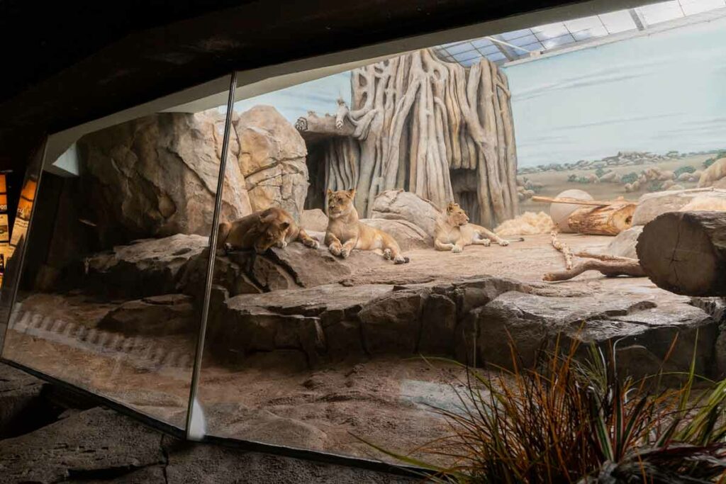 Lions at Milwaukee Zoo