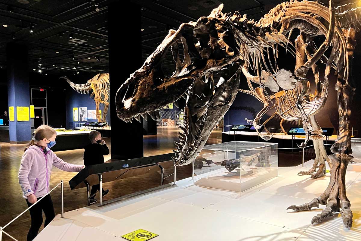 T-Rex Exhibit at Milwaukee Public Museum