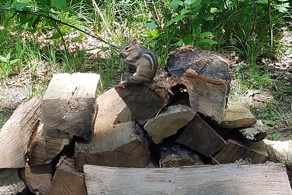 Chipmunk on wood pile at Governor Earl Peshtigo State Forest
