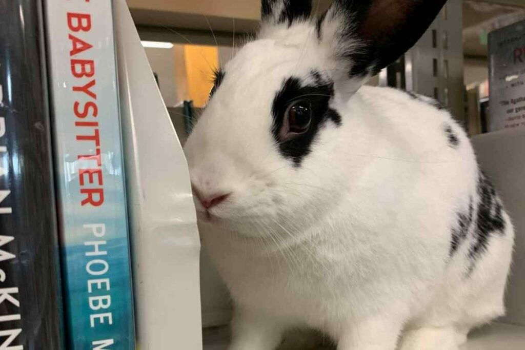 Cabbage the bunny on a shelf