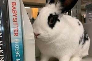 Cabbage the bunny on a shelf