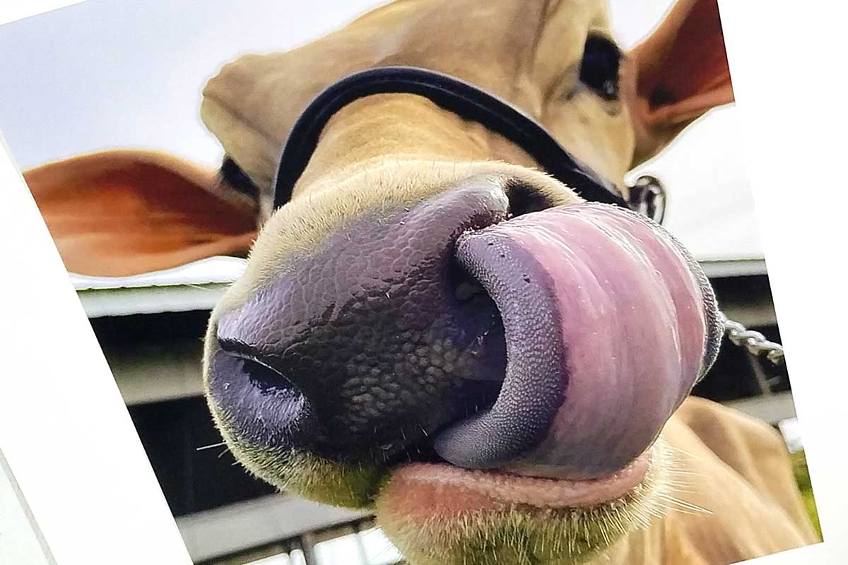 Cow Photography at Stoughton County Fair
