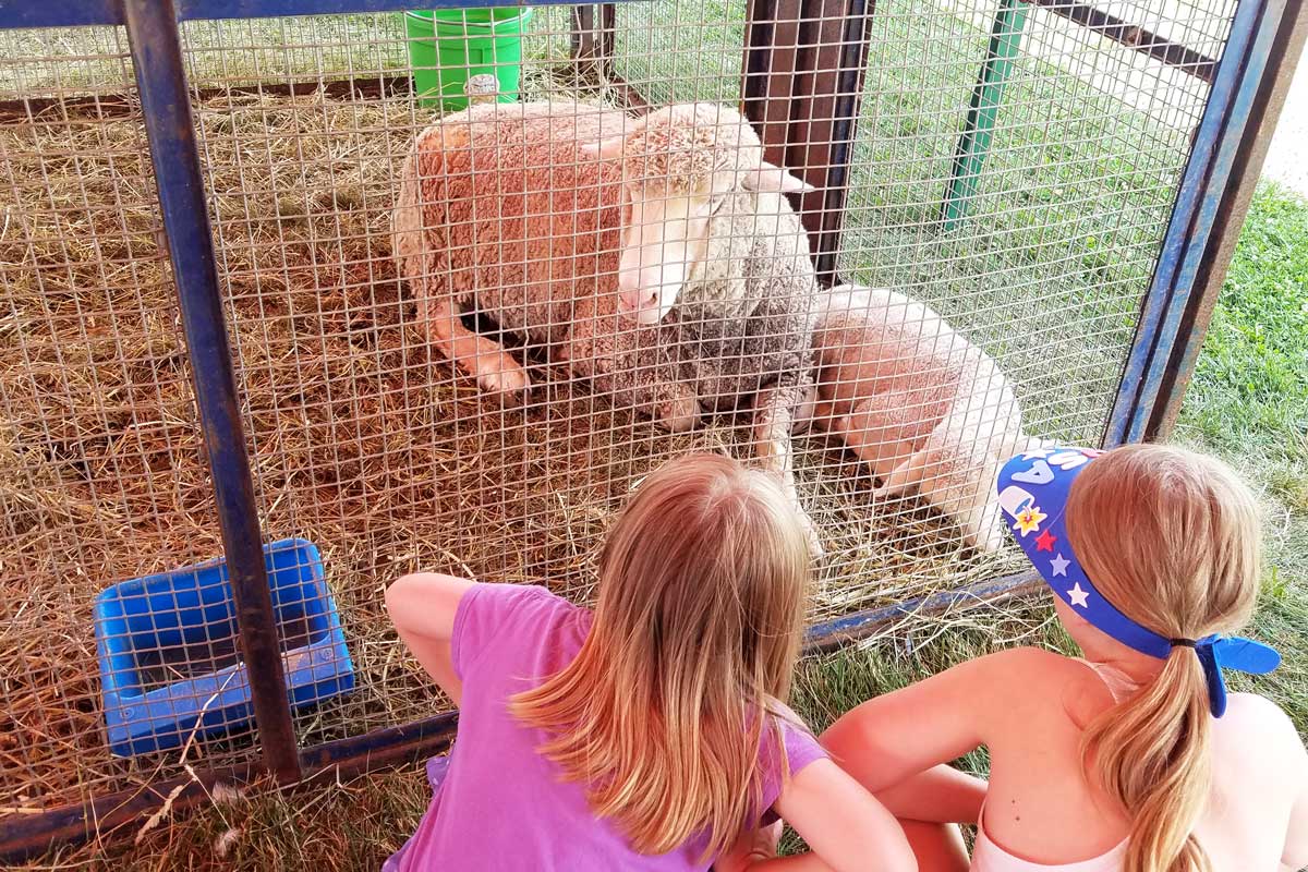 Sheep at Stoughton County Fair