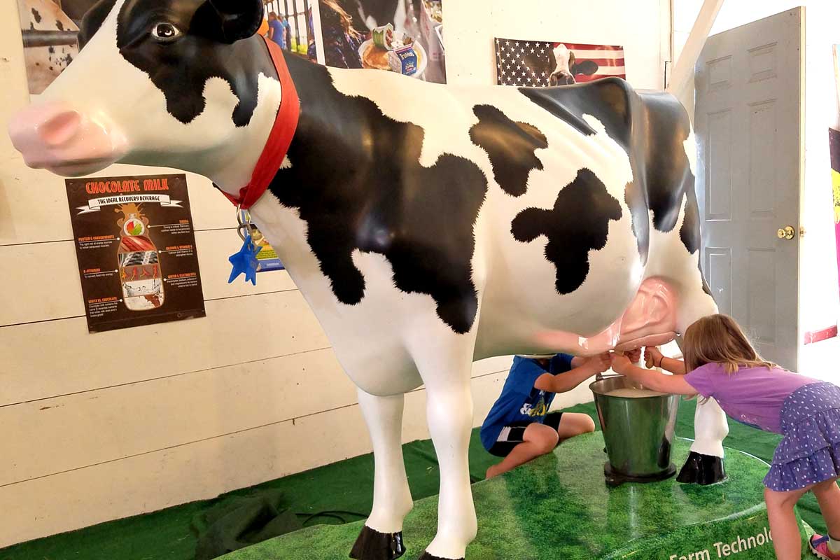 Milking cows at Stoughton County Fair