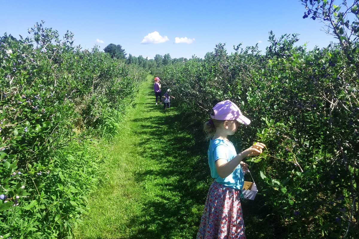 Enjoy the Summer Harvest: Blueberry Picking in Northeast Wisconsin