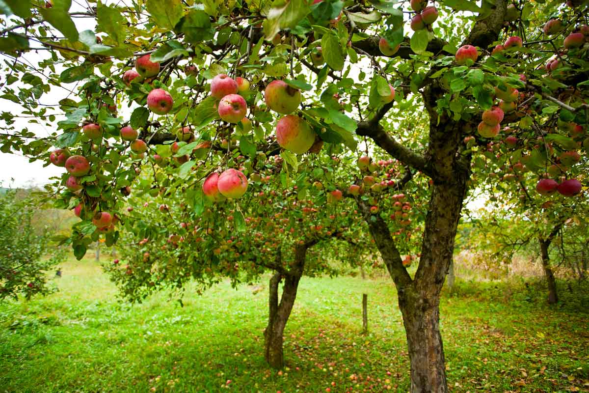 Rasmussen's Apple Acres - McIntosh