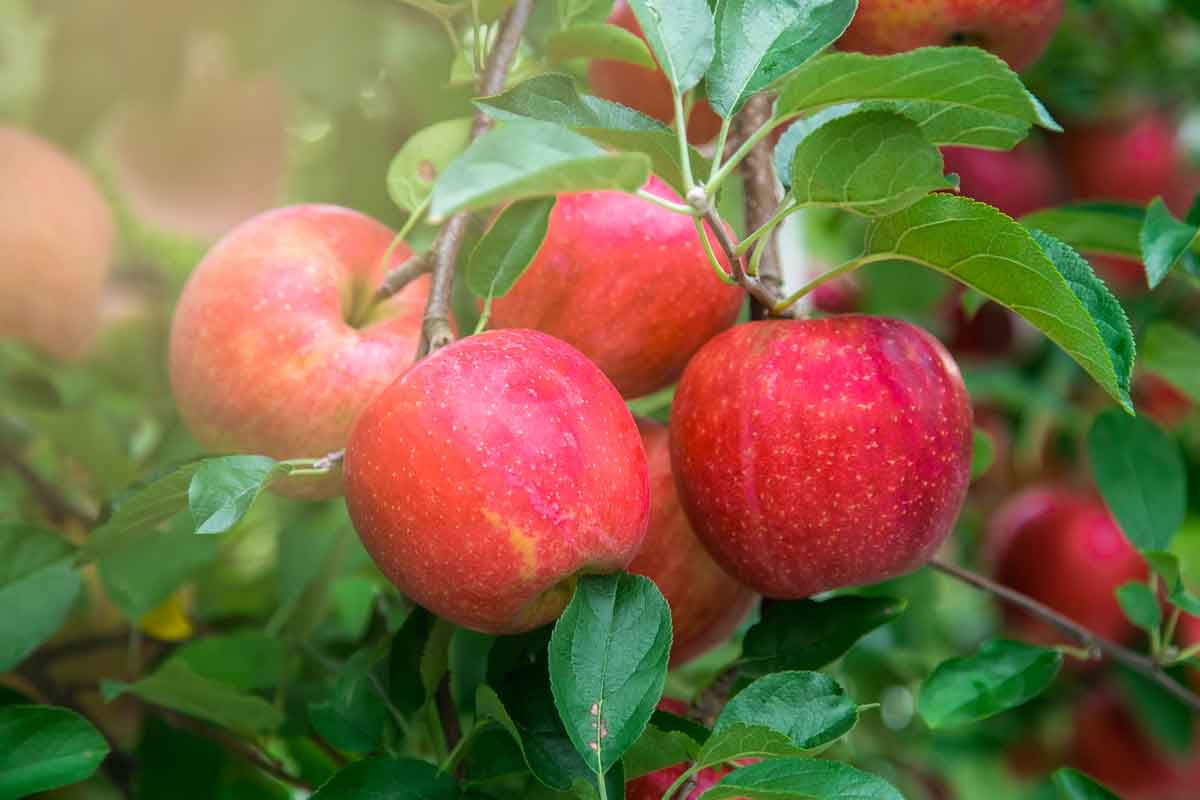 Rasmussen's Apple Acres - Cortland