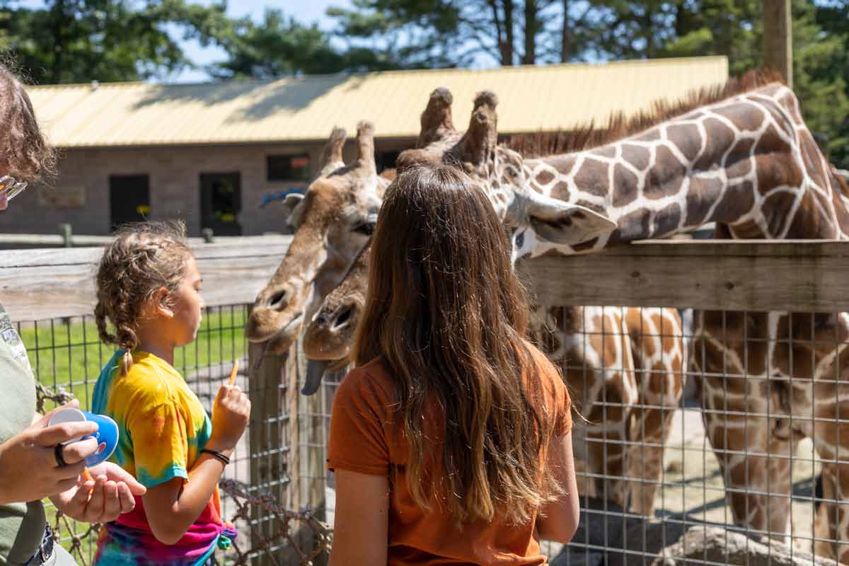 Minocqua Wildwood Wildlife Park Zoo Safari feeding giraffe