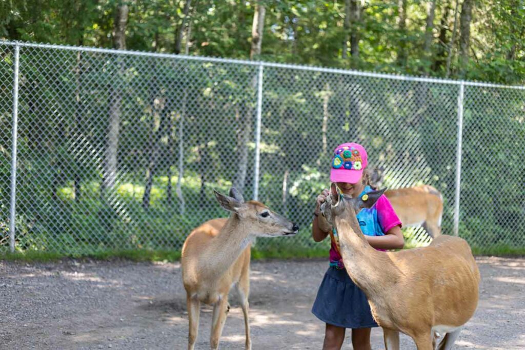 Minocqua Wildwood Wildlife Park Zoo Safari