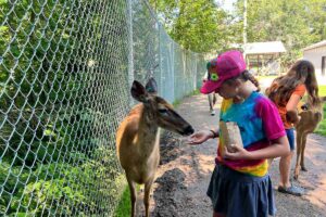 Minocqua Wildwood Wildlife Park Zoo Safari Feeding Deer