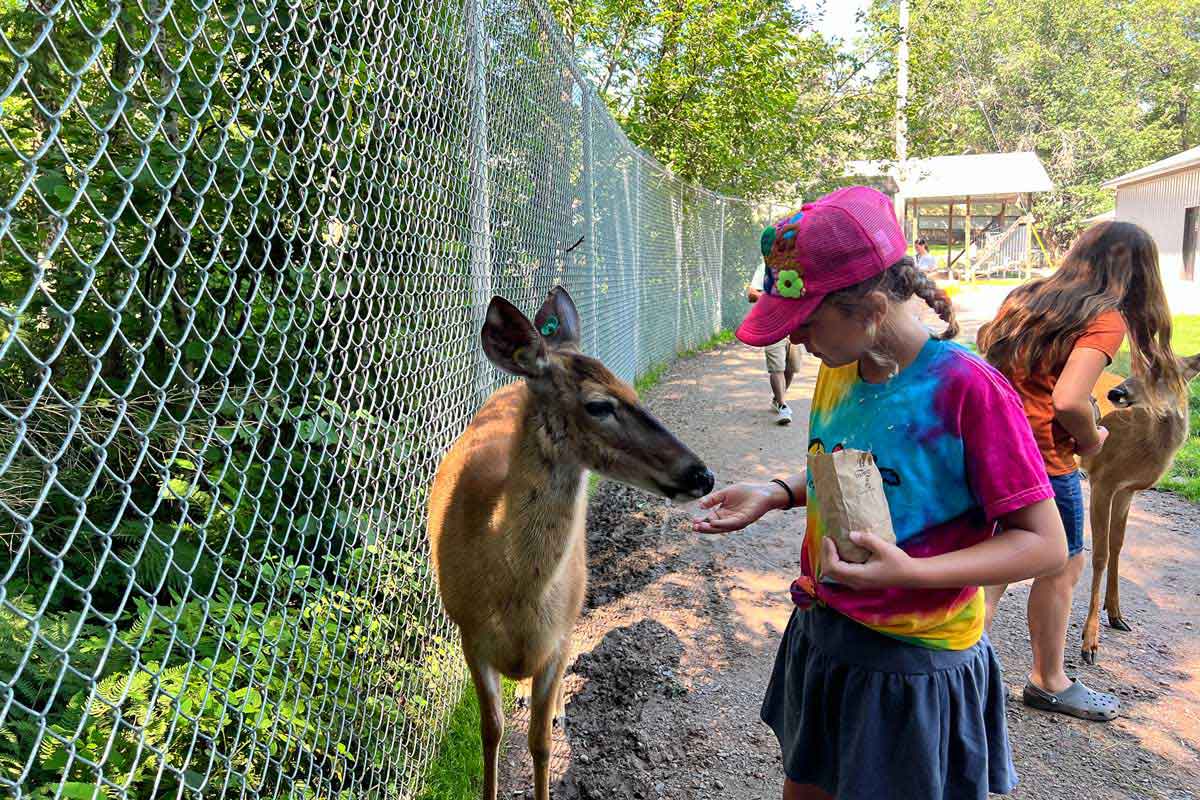 Minocqua Wildwood Wildlife Park Zoo Safari Feeding Deer