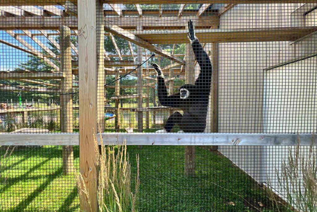 Minocqua Wildwood Wildlife Park Zoo Safari monkey