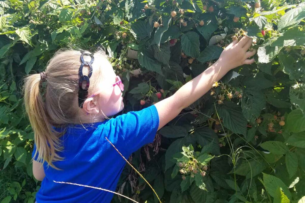 pick your own raspberries