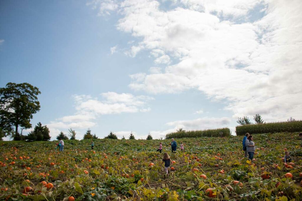 Pumpkin picking at Mulberry Lane Farm in Sherwood