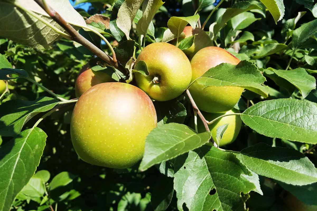 apples at Eple Gaarden