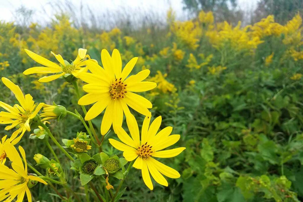 Flowers at Wyalusing State Park