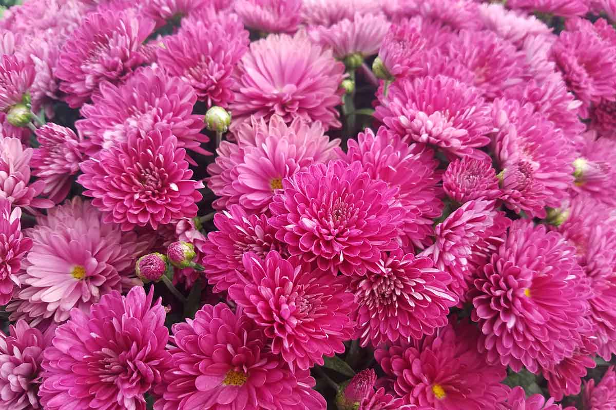 mums at LaClare Farm & Creamery in Malone in Fall